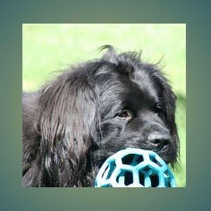 Meet your Posher, Annie